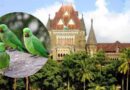​बॉम्बे हाईकोर्ट का फैसला: जंगली तोते भी ‘वन्यजीव’, फसल नुकसान पर सरकार देगी मुआवजा