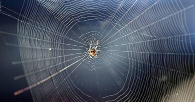 घर में मकड़ी के जाले: सिर्फ गंदगी नहीं, भारी ‘वास्तु दोष’ का संकेत! सुख-समृद्धि पर लग सकता है ग्रहण