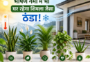भीषण गर्मी में भी घर रहेगा शिमला जैसा ठंडा! बस लगा लें ये 5 ‘जादुई’ पौधे
