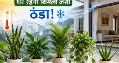 भीषण गर्मी में भी घर रहेगा शिमला जैसा ठंडा! बस लगा लें ये 5 ‘जादुई’ पौधे