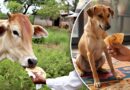 पहली रोटी गाय को और आखिरी रोटी कुत्ते को क्यों खिलाई जाती है? जानिए क्या कहता है वास्तु और धर्म