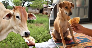 पहली रोटी गाय को और आखिरी रोटी कुत्ते को क्यों खिलाई जाती है? जानिए क्या कहता है वास्तु और धर्म