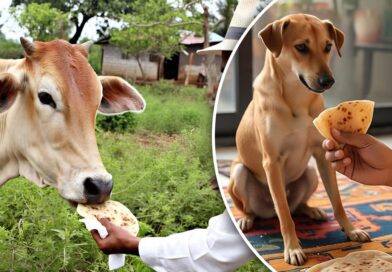 पहली रोटी गाय को और आखिरी रोटी कुत्ते को क्यों खिलाई जाती है? जानिए क्या कहता है वास्तु और धर्म