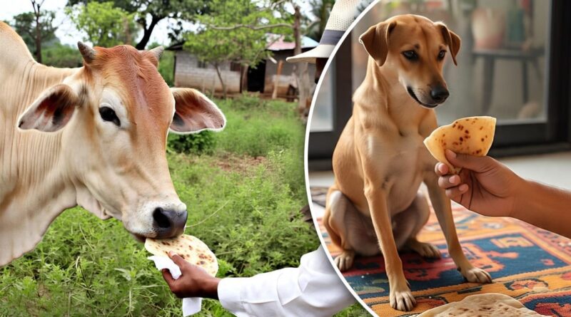 पहली रोटी गाय को और आखिरी रोटी कुत्ते को क्यों खिलाई जाती है? जानिए क्या कहता है वास्तु और धर्म