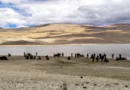 लद्दाख में अवैध ऑफ-रोडिंग पर बड़ी कार्रवाई: 12 बाइकर्स और SUV चालक पर लगा भारी जुर्माना, 100 पूर्व सैनिक तैनात