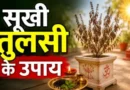 सूखी तुलसी भी चमका सकती है किस्मत, फेंकने के बजाय अपनाएं ये 5 अचूक उपाय