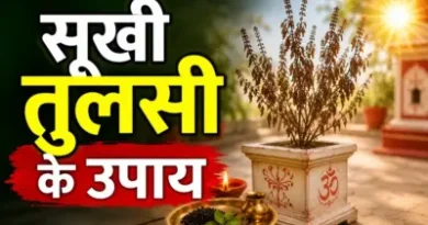 सूखी तुलसी भी चमका सकती है किस्मत, फेंकने के बजाय अपनाएं ये 5 अचूक उपाय