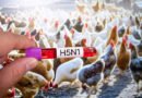 ऑस्ट्रेलिया में पहली बार H5N1 बर्ड फ्लू से वन्यजीवों की बड़े पैमाने पर मौत की पुष्टि