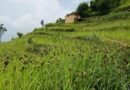 उत्तराखंड सरकार का बड़ा कदम: 1 अक्टूबर से शुरू होगी मिलेट्स की सरकारी खरीद, मंडुवे का नया दाम ₹52.05 प्रति किलो