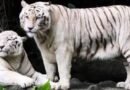 उत्तराखंड के पर्यटकों को जल्द मिलेंगे ‘व्हाइट टाइगर’ के दीदार: Central Zoo Authority ने देहरादून चिड़ियाघर के लिए 2 सफेद बाघों को दी मंजूरी